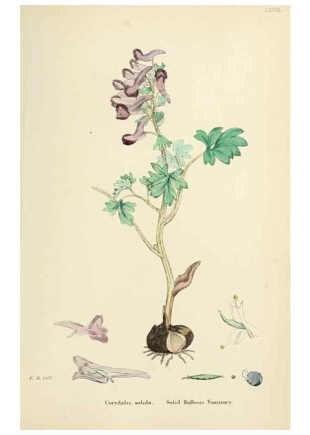 Reproducción/Reproduction 48717327422: English botany, or, Coloured figures of British plants /. London :R. Hardwicke,1863-1886.. 