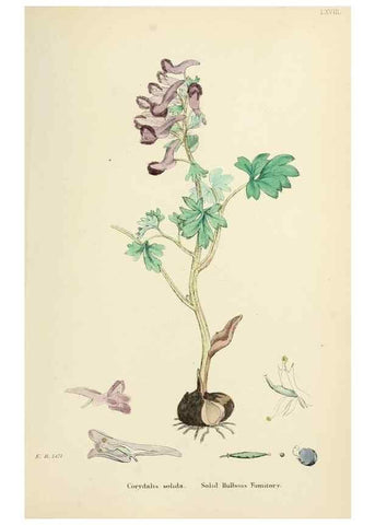 Reproducción/Reproduction 48717327422: English botany, or, Coloured figures of British plants /. London :R. Hardwicke,1863-1886.. 