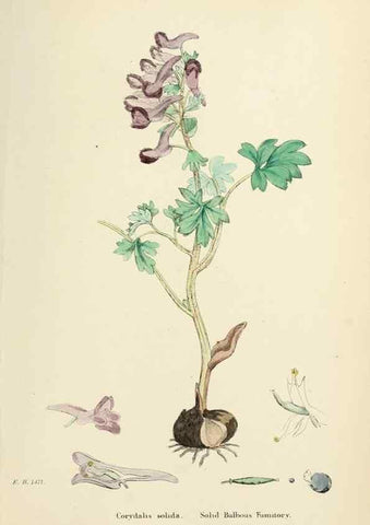 Reproducción/Reproduction 48717327422: English botany, or, Coloured figures of British plants /. London :R. Hardwicke,1863-1886.. 
