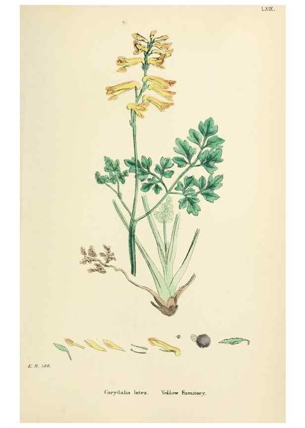 Reproducción/Reproduction 48716821448: English botany, or, Coloured figures of British plants /. London :R. Hardwicke,1863-1886.. 