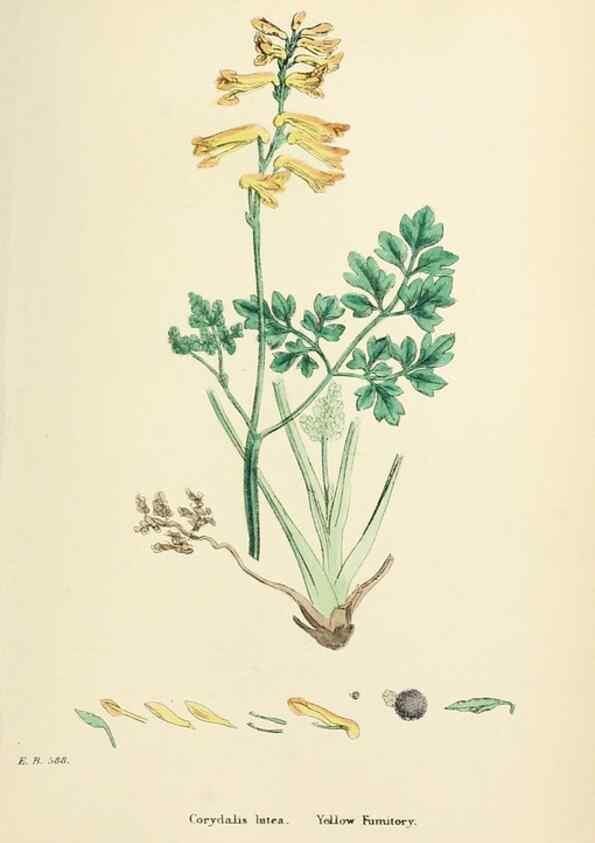 Reproducción/Reproduction 48716821448: English botany, or, Coloured figures of British plants /. London :R. Hardwicke,1863-1886.. 