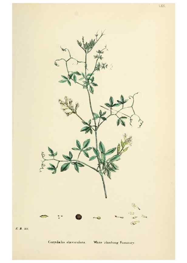 Reproducción/Reproduction 48717157236: English botany, or, Coloured figures of British plants /. London :R. Hardwicke,1863-1886.. 