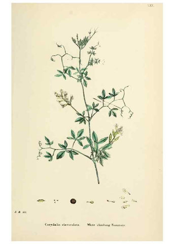 Reproducción/Reproduction 48717157236: English botany, or, Coloured figures of British plants /. London :R. Hardwicke,1863-1886.. 