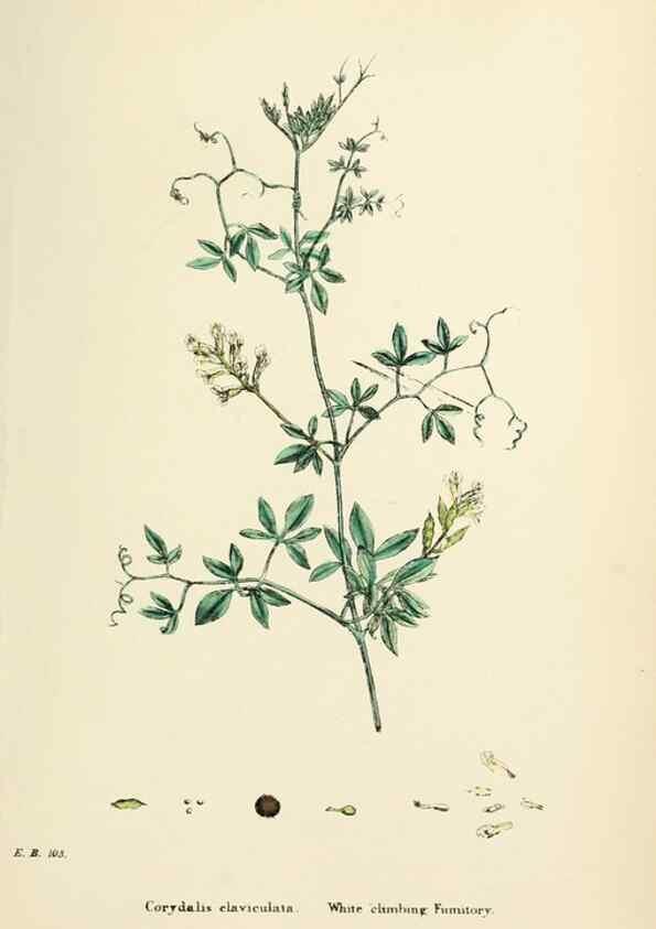 Reproducción/Reproduction 48717157236: English botany, or, Coloured figures of British plants /. London :R. Hardwicke,1863-1886.. 
