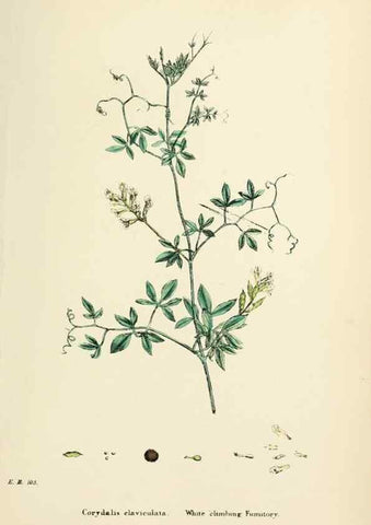 Reproducción/Reproduction 48717157236: English botany, or, Coloured figures of British plants /. London :R. Hardwicke,1863-1886.. 