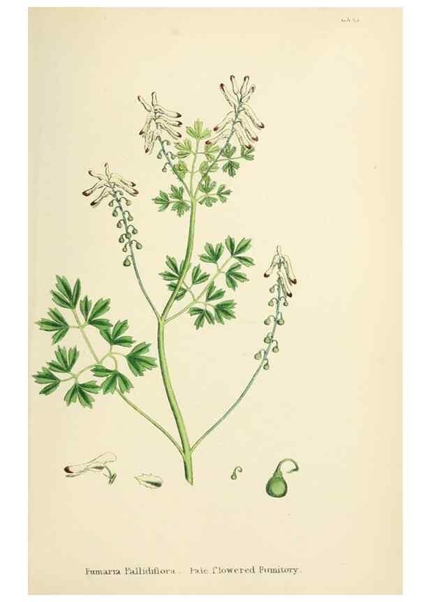 Reproducción/Reproduction 48717328462: English botany, or, Coloured figures of British plants /. London :R. Hardwicke,1863-1886.. 