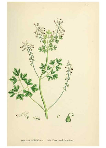 Reproducción/Reproduction 48717328462: English botany, or, Coloured figures of British plants /. London :R. Hardwicke,1863-1886.. 