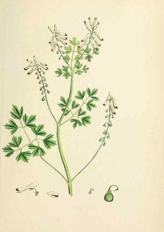 Reproducción/Reproduction 48717328462: English botany, or, Coloured figures of British plants /. London :R. Hardwicke,1863-1886.. 