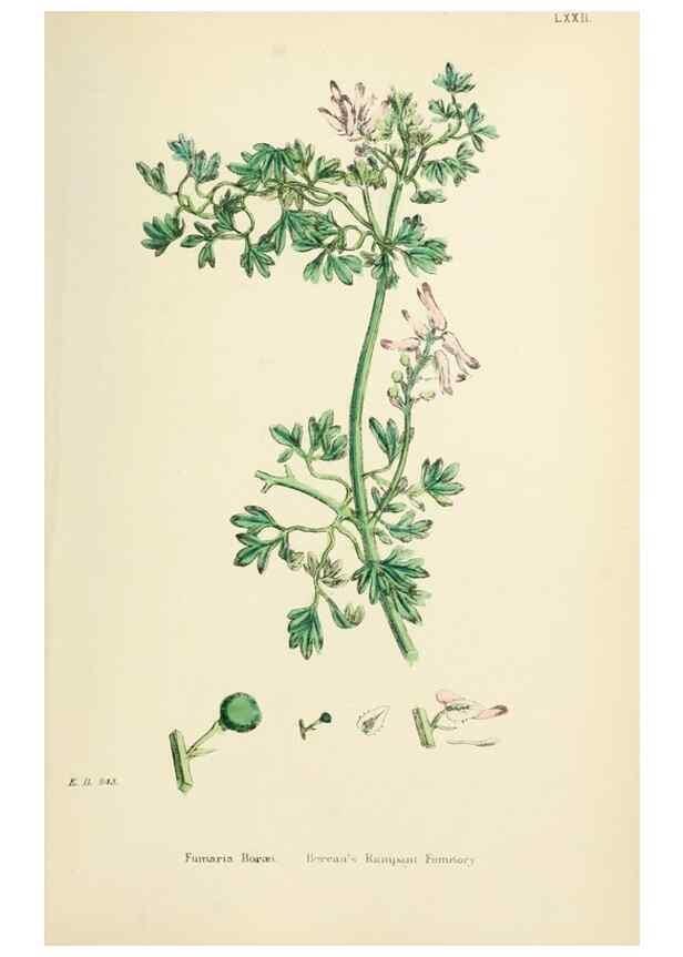 Reproducción/Reproduction 48716822548: English botany, or, Coloured figures of British plants /. London :R. Hardwicke,1863-1886.. 