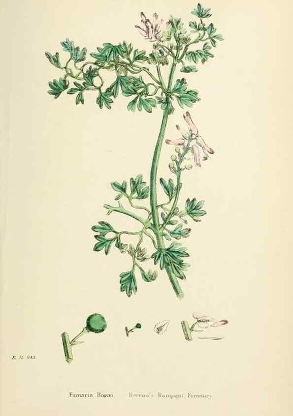 Reproducción/Reproduction 48716822548: English botany, or, Coloured figures of British plants /. London :R. Hardwicke,1863-1886.. 