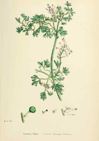 Reproducción/Reproduction 48716822548: English botany, or, Coloured figures of British plants /. London :R. Hardwicke,1863-1886.. 