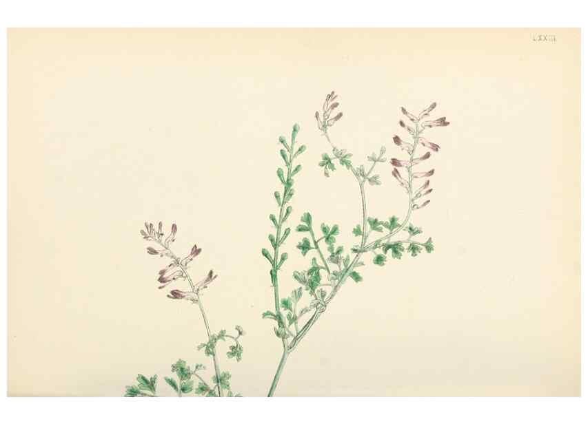 Reproducción/Reproduction 48716822853: English botany, or, Coloured figures of British plants /. London :R. Hardwicke,1863-1886.. 