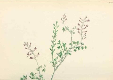 Reproducción/Reproduction 48716822853: English botany, or, Coloured figures of British plants /. London :R. Hardwicke,1863-1886.. 