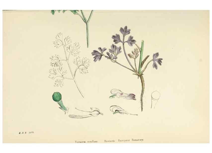 Reproducción/Reproduction 48717158506: English botany, or, Coloured figures of British plants /. London :R. Hardwicke,1863-1886.. 