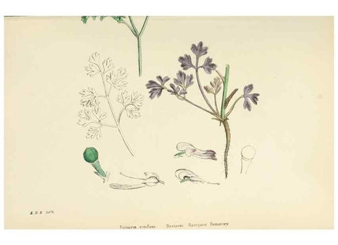 Reproducción/Reproduction 48717158506: English botany, or, Coloured figures of British plants /. London :R. Hardwicke,1863-1886.. 