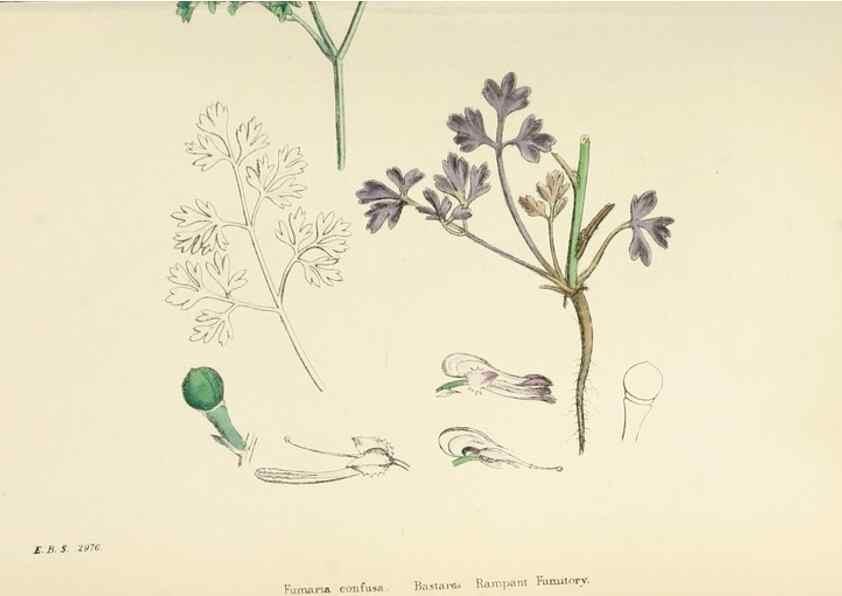 Reproducción/Reproduction 48717158506: English botany, or, Coloured figures of British plants /. London :R. Hardwicke,1863-1886.. 