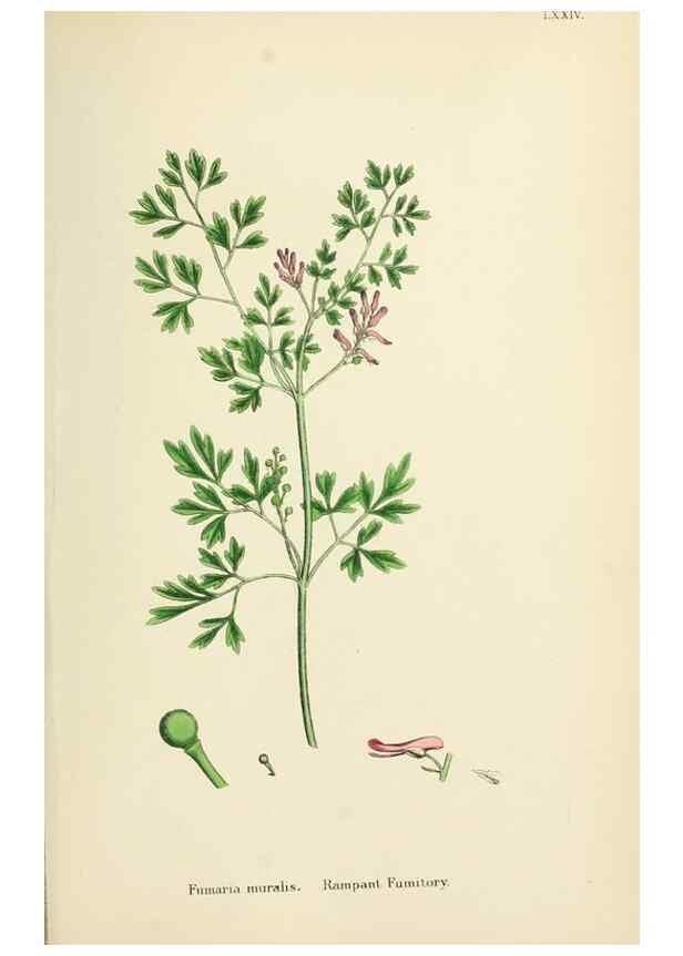 Reproducción/Reproduction 48717329682: English botany, or, Coloured figures of British plants /. London :R. Hardwicke,1863-1886.. 