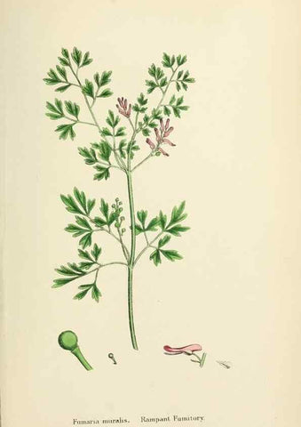Reproducción/Reproduction 48717329682: English botany, or, Coloured figures of British plants /. London :R. Hardwicke,1863-1886.. 