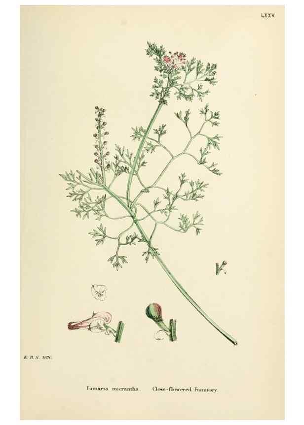 Reproducción/Reproduction 48717159166: English botany, or, Coloured figures of British plants /. London :R. Hardwicke,1863-1886.. 