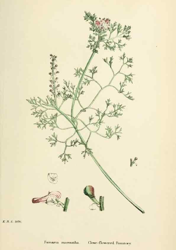Reproducción/Reproduction 48717159166: English botany, or, Coloured figures of British plants /. London :R. Hardwicke,1863-1886.. 