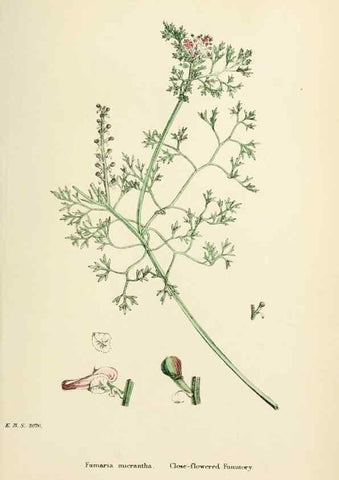 Reproducción/Reproduction 48717159166: English botany, or, Coloured figures of British plants /. London :R. Hardwicke,1863-1886.. 