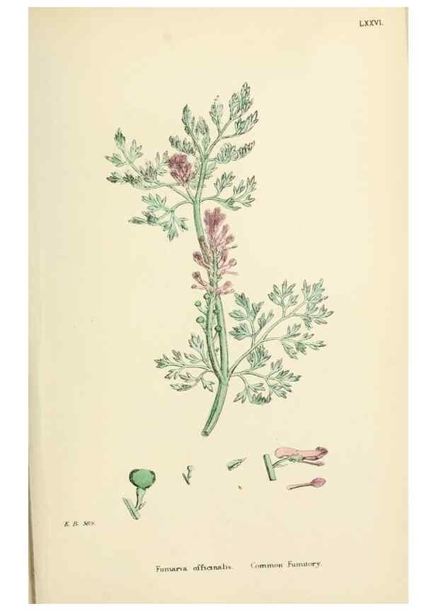 Reproducción/Reproduction 48716824008: English botany, or, Coloured figures of British plants /. London :R. Hardwicke,1863-1886.. 