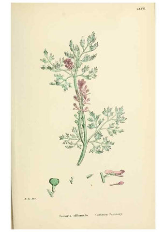 Reproducción/Reproduction 48716824008: English botany, or, Coloured figures of British plants /. London :R. Hardwicke,1863-1886.. 