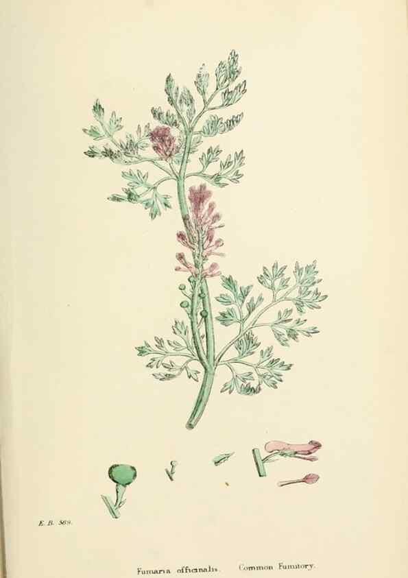 Reproducción/Reproduction 48716824008: English botany, or, Coloured figures of British plants /. London :R. Hardwicke,1863-1886.. 