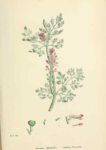 Reproducción/Reproduction 48716824008: English botany, or, Coloured figures of British plants /. London :R. Hardwicke,1863-1886.. 