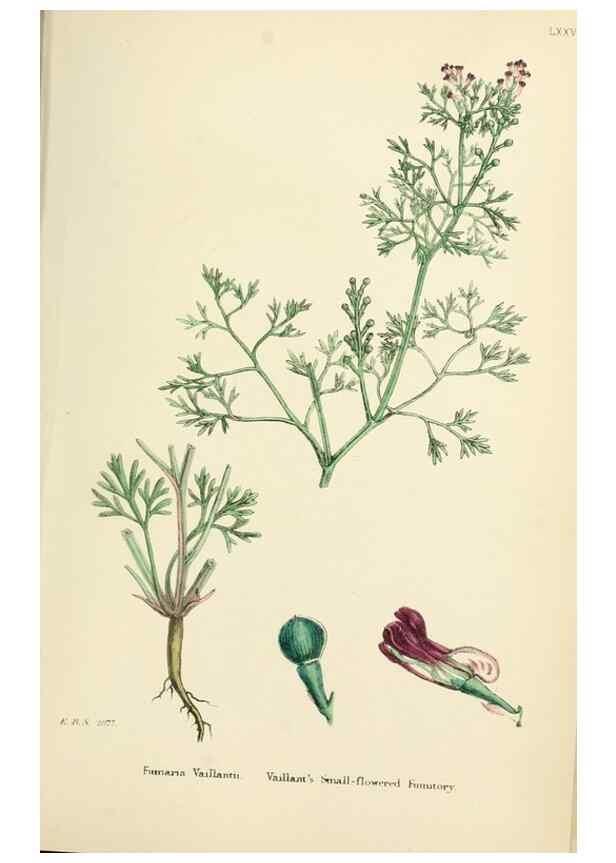Reproducción/Reproduction 48717159686: English botany, or, Coloured figures of British plants /. London :R. Hardwicke,1863-1886.. 