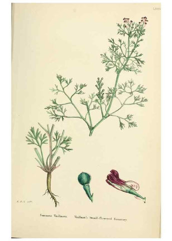 Reproducción/Reproduction 48717159686: English botany, or, Coloured figures of British plants /. London :R. Hardwicke,1863-1886.. 