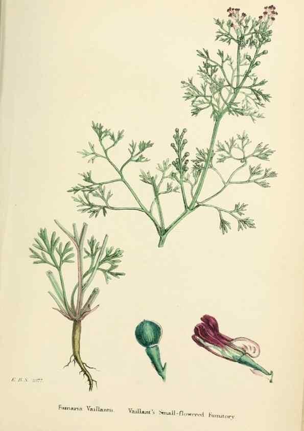 Reproducción/Reproduction 48717159686: English botany, or, Coloured figures of British plants /. London :R. Hardwicke,1863-1886.. 