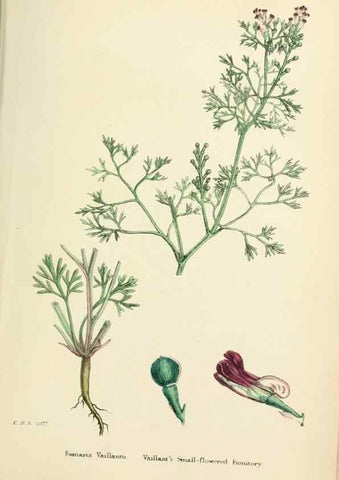 Reproducción/Reproduction 48717159686: English botany, or, Coloured figures of British plants /. London :R. Hardwicke,1863-1886.. 