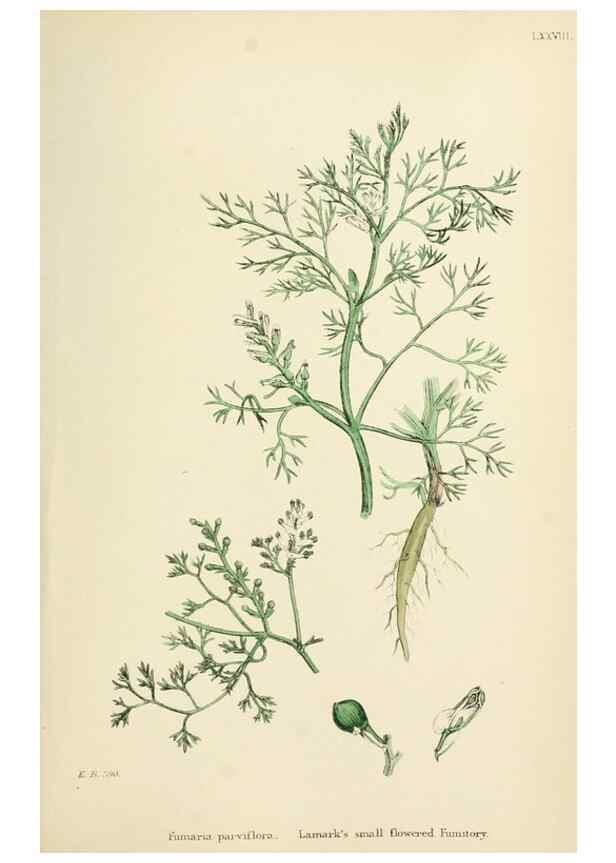 Reproducción/Reproduction 48717330697: English botany, or, Coloured figures of British plants /. London :R. Hardwicke,1863-1886.. 