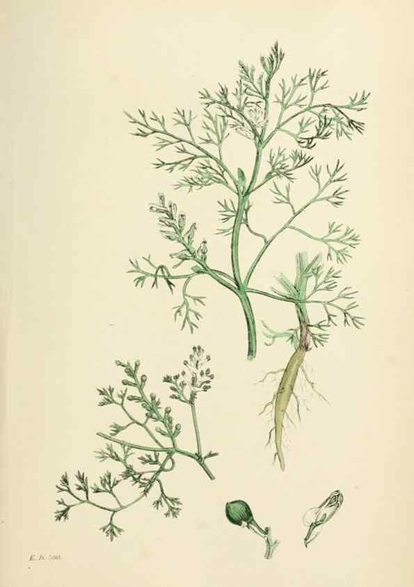 Reproducción/Reproduction 48717330697: English botany, or, Coloured figures of British plants /. London :R. Hardwicke,1863-1886.. 