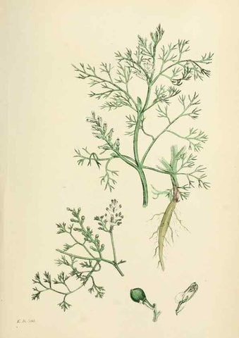 Reproducción/Reproduction 48717330697: English botany, or, Coloured figures of British plants /. London :R. Hardwicke,1863-1886.. 