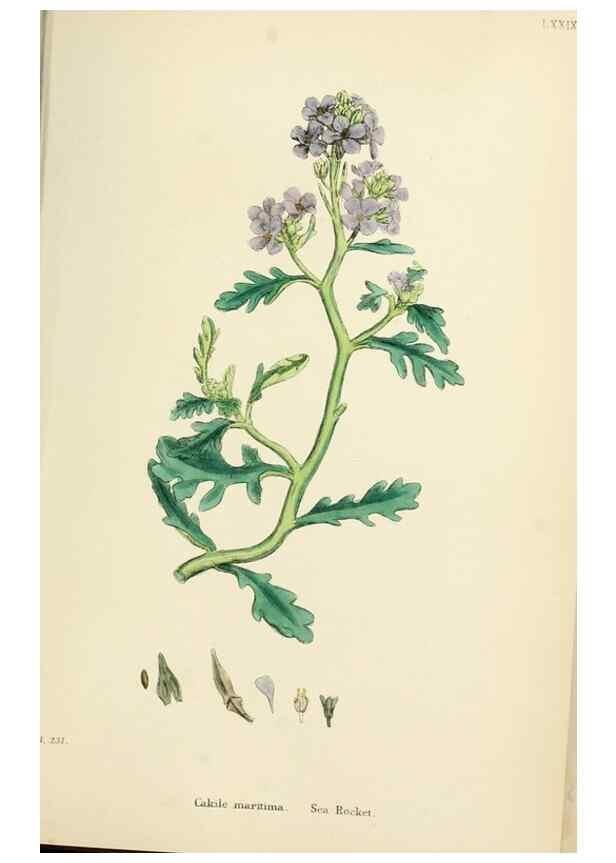 Reproducción/Reproduction 48717330957: English botany, or, Coloured figures of British plants /. London :R. Hardwicke,1863-1886.. 