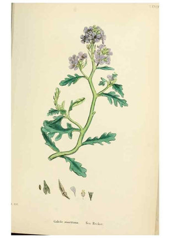 Reproducción/Reproduction 48717330957: English botany, or, Coloured figures of British plants /. London :R. Hardwicke,1863-1886.. 
