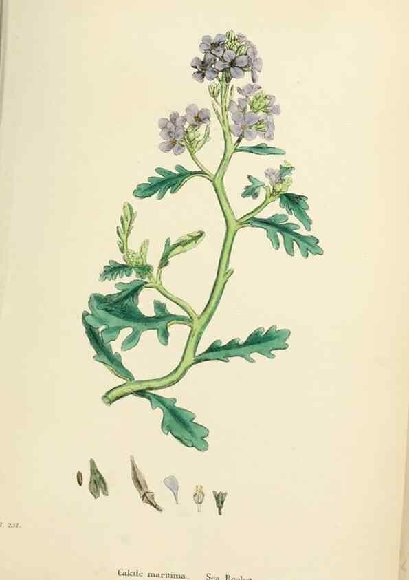 Reproducción/Reproduction 48717330957: English botany, or, Coloured figures of British plants /. London :R. Hardwicke,1863-1886.. 
