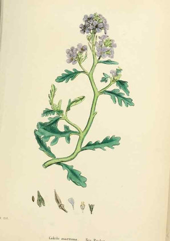 Reproducción/Reproduction 48717330957: English botany, or, Coloured figures of British plants /. London :R. Hardwicke,1863-1886.. 