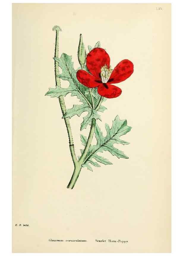 Reproducción/Reproduction 48717155756: English botany, or, Coloured figures of British plants /. London :R. Hardwicke,1863-1886.. 
