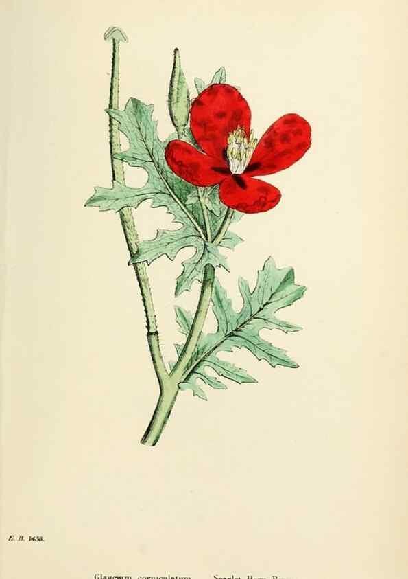 Reproducción/Reproduction 48717155756: English botany, or, Coloured figures of British plants /. London :R. Hardwicke,1863-1886.. 