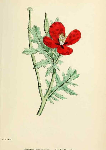 Reproducción/Reproduction 48717155756: English botany, or, Coloured figures of British plants /. London :R. Hardwicke,1863-1886.. 
