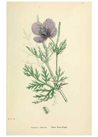 Reproducción/Reproduction 48717155461: English botany, or, Coloured figures of British plants /. London :R. Hardwicke,1863-1886.. 