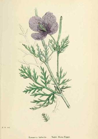 Reproducción/Reproduction 48717155461: English botany, or, Coloured figures of British plants /. London :R. Hardwicke,1863-1886.. 