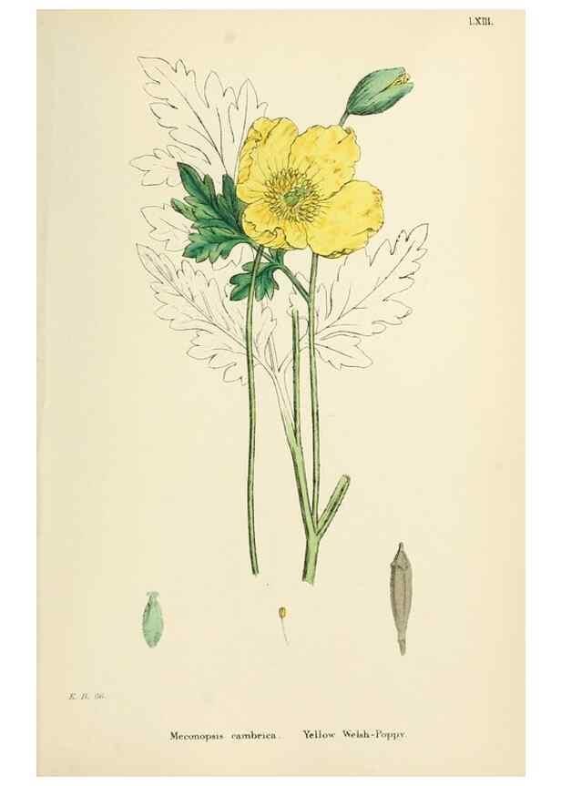 Reproducción/Reproduction 48717325787: English botany, or, Coloured figures of British plants /. London :R. Hardwicke,1863-1886.. 