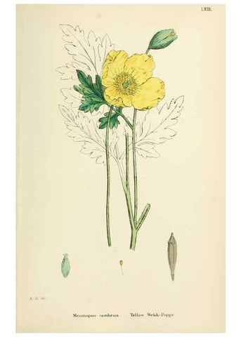 Reproducción/Reproduction 48717325787: English botany, or, Coloured figures of British plants /. London :R. Hardwicke,1863-1886.. 