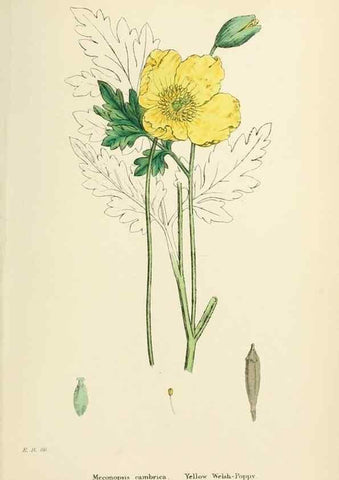 Reproducción/Reproduction 48717325787: English botany, or, Coloured figures of British plants /. London :R. Hardwicke,1863-1886.. 