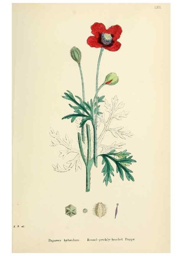 Reproducción/Reproduction 48716819198: English botany, or, Coloured figures of British plants /. London :R. Hardwicke,1863-1886.. 