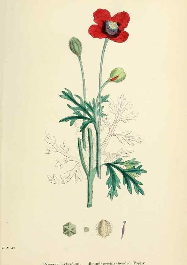 Reproducción/Reproduction 48716819198: English botany, or, Coloured figures of British plants /. London :R. Hardwicke,1863-1886.. 